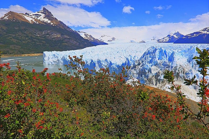 莫雷诺冰川和红色野花，阿根廷湖- El Calafate，巴塔哥尼亚